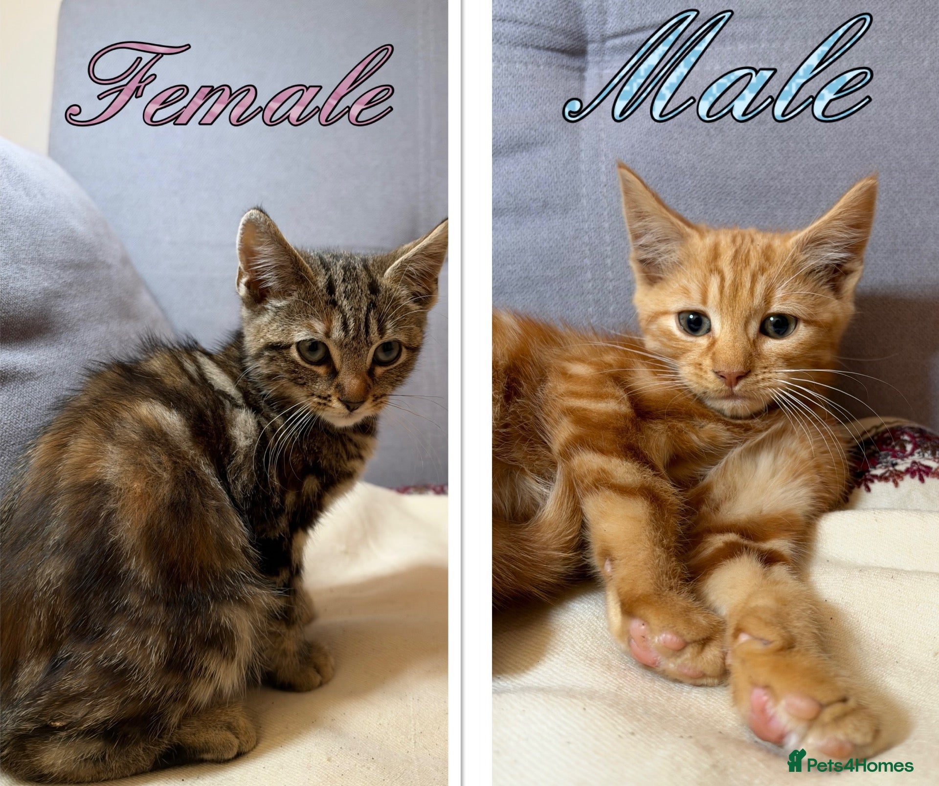 Mixed Breed cats Beautiful Kittens - Ready for their forever home - Advert 1