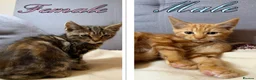 Mixed Breed cats for sale: Beautiful Kittens - Ready for their forever home - Advert 1