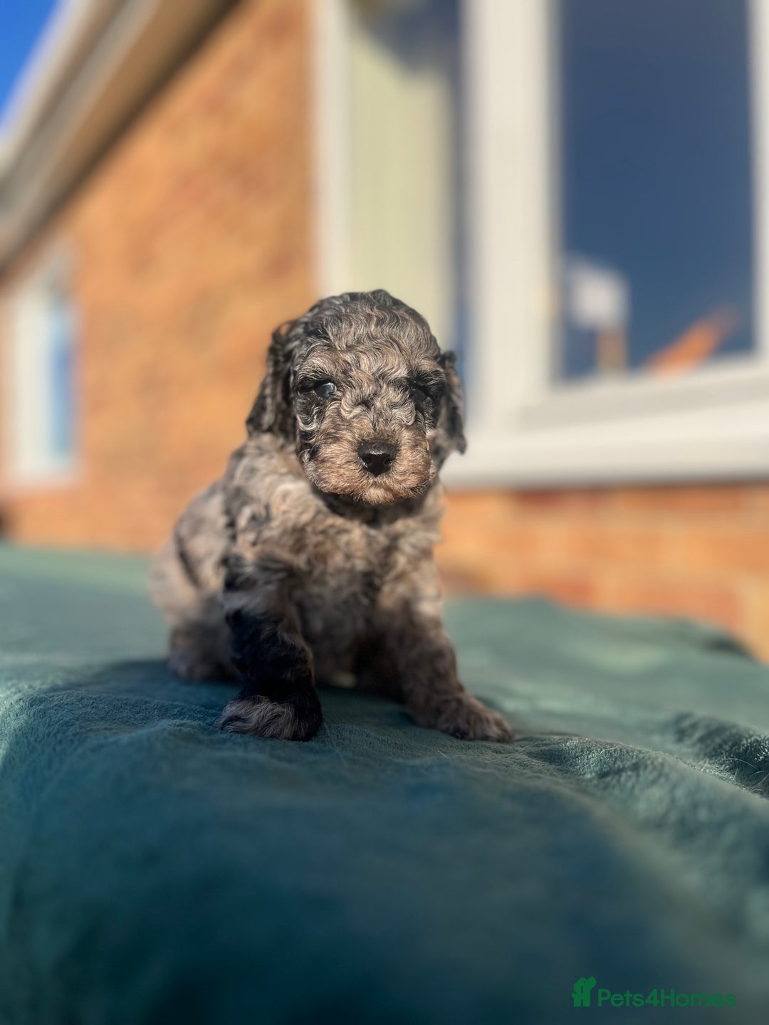 Miniature Poodle dogs for sale: Beautiful miniature poodles  - Advert 10