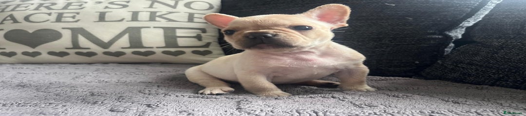 French Bulldog Puppy 3