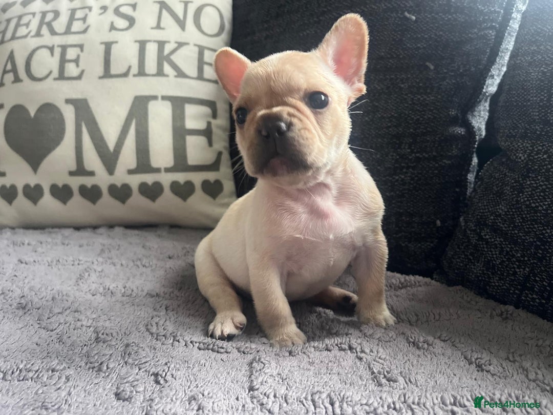 French Bulldog dogs for sale: French bulldog puppies  - Image 11