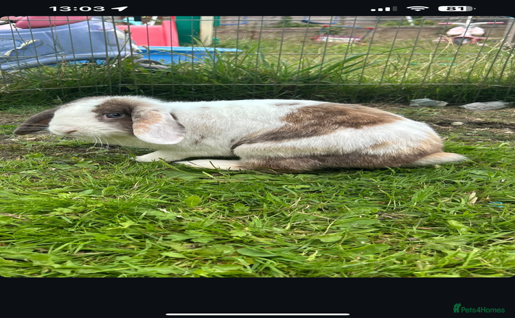 Mini Lop rabbits - Advert 3