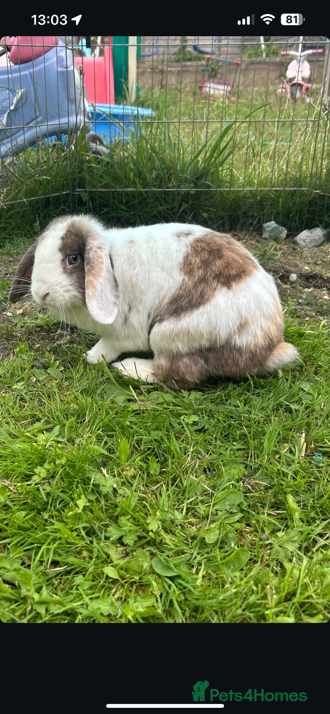 Mini Lop rabbits for sale: Adult Mini Lop Doe’s  - Image 1