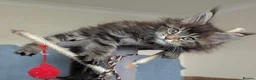 Maine Coon cats for sale: Three beautiful female Maine coons  - Advert 16
