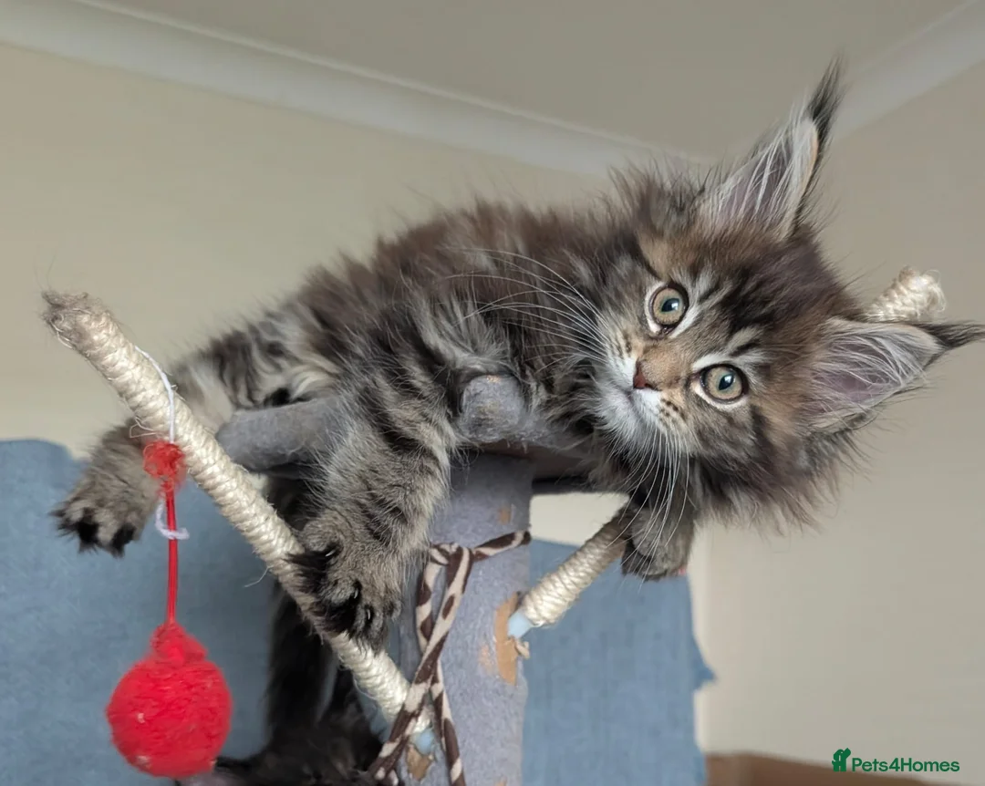 Maine Coon cats for sale: Three beautiful female Maine coons  - Advert 16