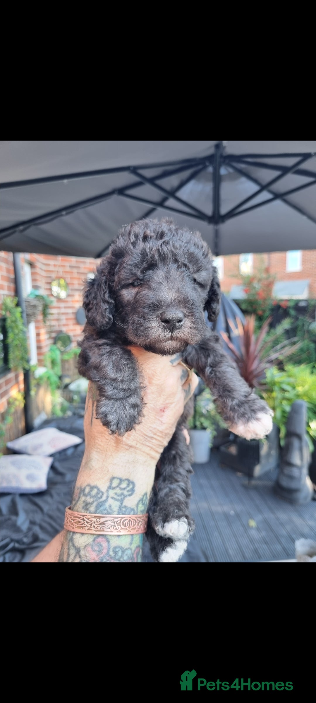 Bedlington Terrier dogs for sale: Bedlington terriers for sale  - Image 22