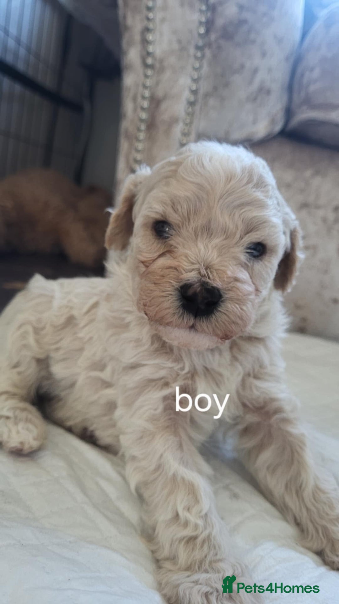 Poochon dogs for sale: Poochon puppys - Advert 2