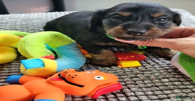 Dachshund dogs - Advert 9