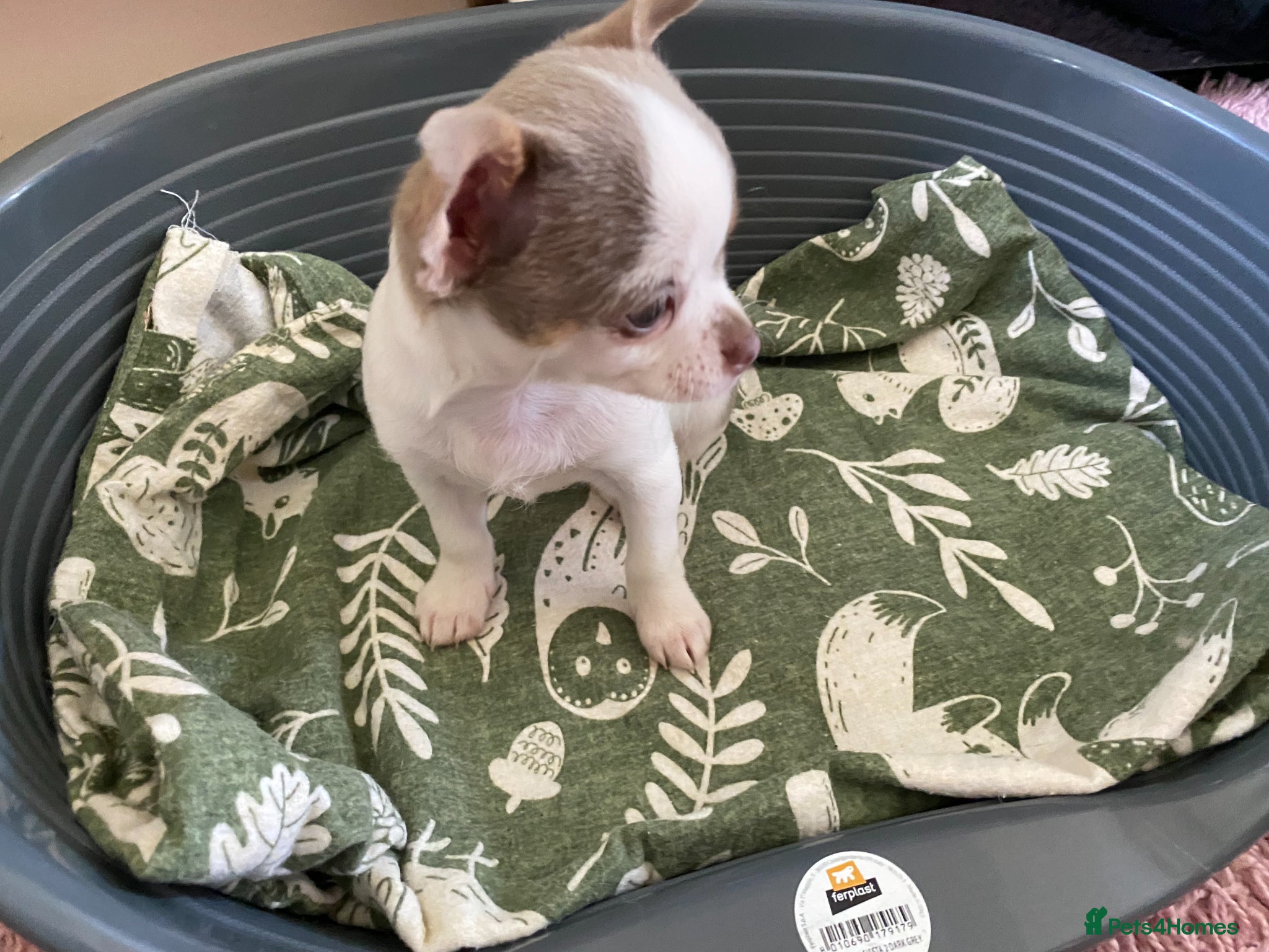 Chihuahua dogs for sale: chihuahua puppies for sale  - Advert 5