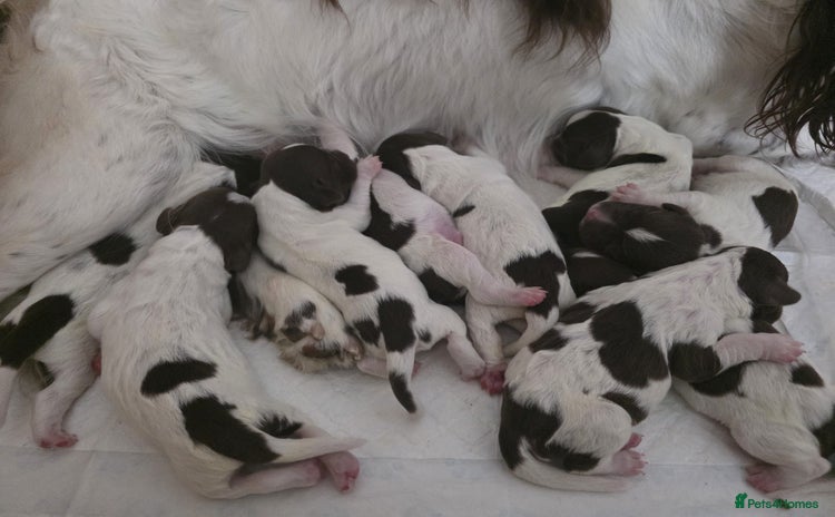 English Springer Spaniel dogs - Advert 1