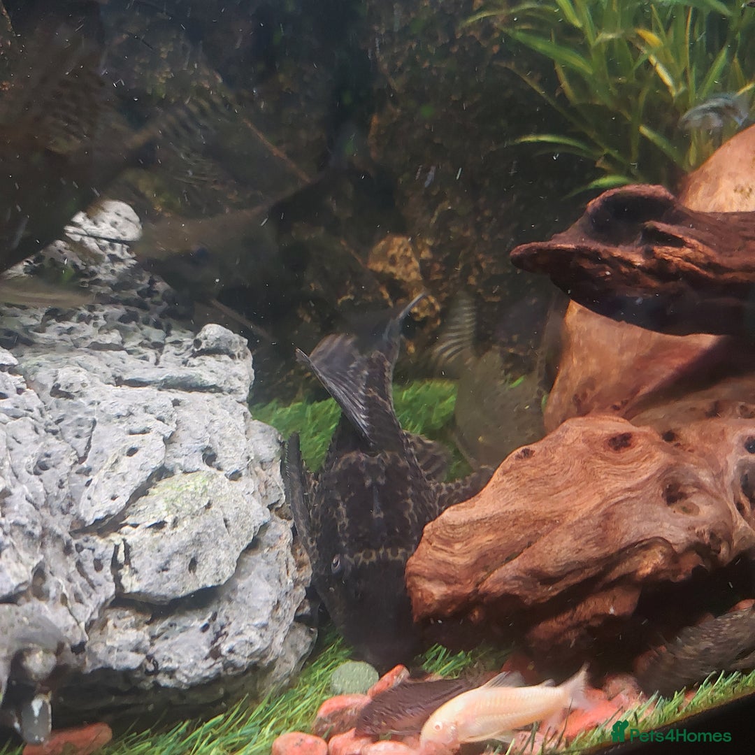 Cichlids fish for sale: Fish tank full 240lt set up - Image 5