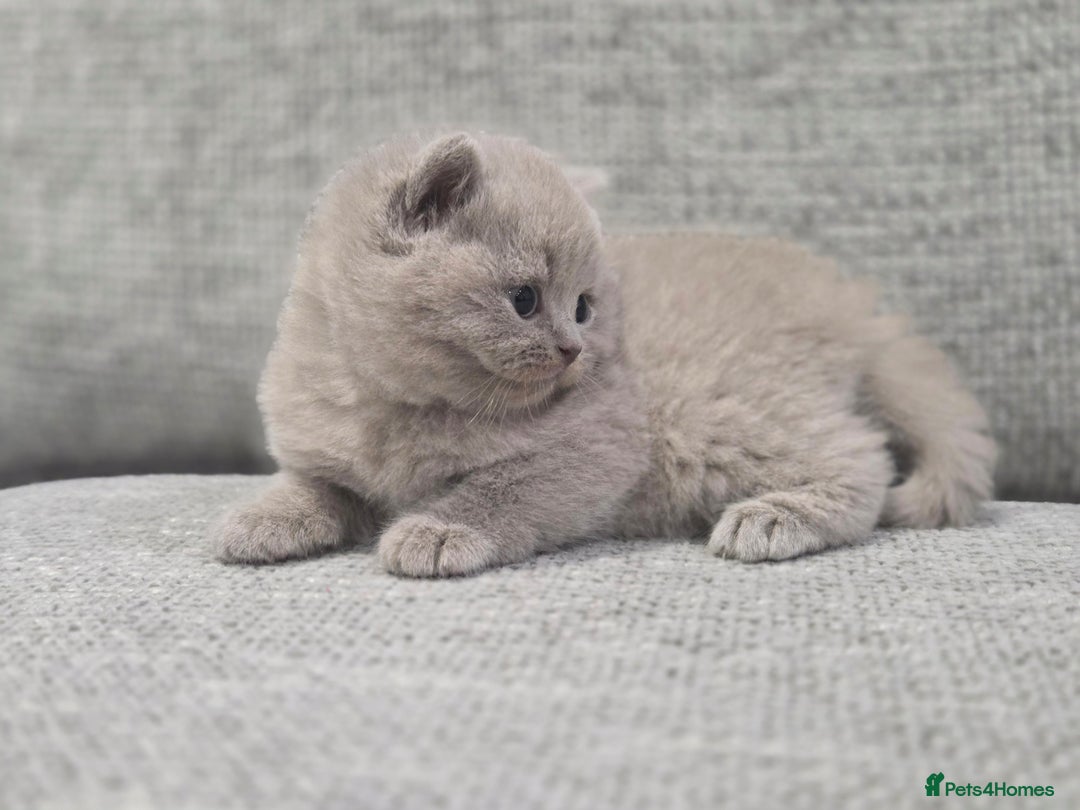 British Shorthair cats for sale: Gorgeous Pure Breed British shorthair kittens  - Advert 5