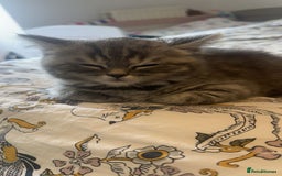 British Shorthair cats for sale: British short hair tabby coat  - Image 1