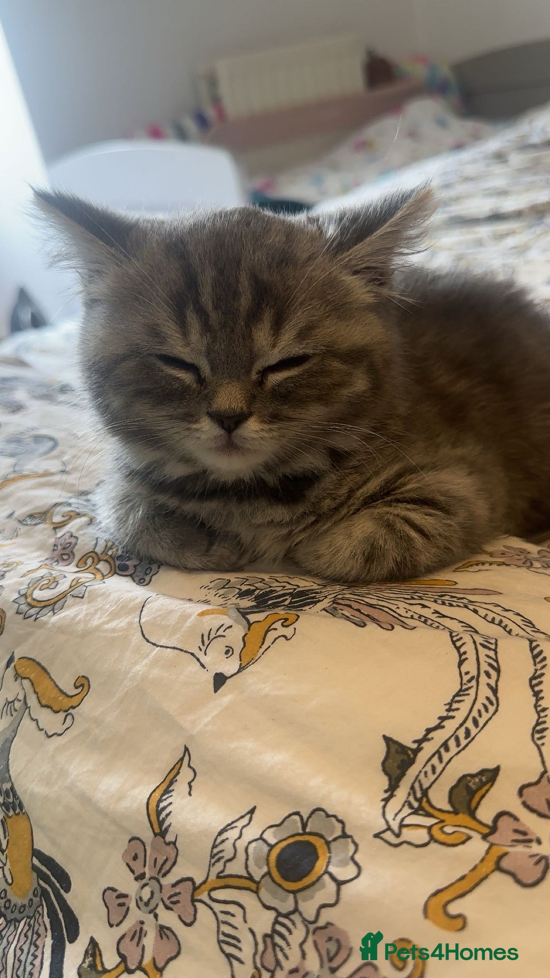 British Shorthair cats for sale: British short hair tabby coat  - Image 1