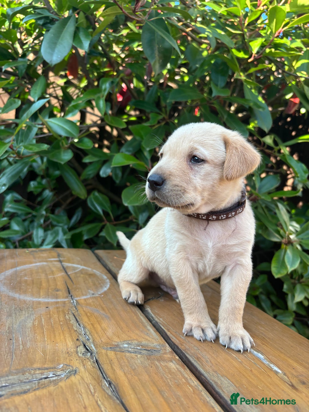 Labrador Retriever dogs for sale: 9 Beautiful Labrador Puppies For Sale  - Image 6
