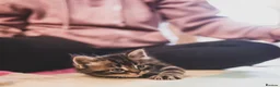 Mixed Breed cats for sale: 3 fluffy kittens and 3 silver tabbies  - Advert 15