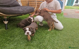 Mixed Breed dogs for sale: 3 Old English bulldog boys £1500  - Image 9