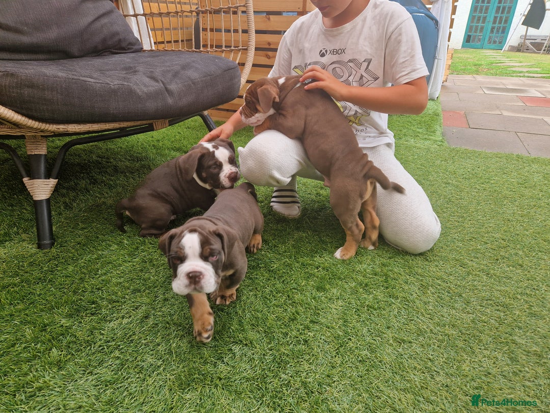 Mixed Breed dogs for sale: 3 Old English bulldog boys £1500  - Image 9