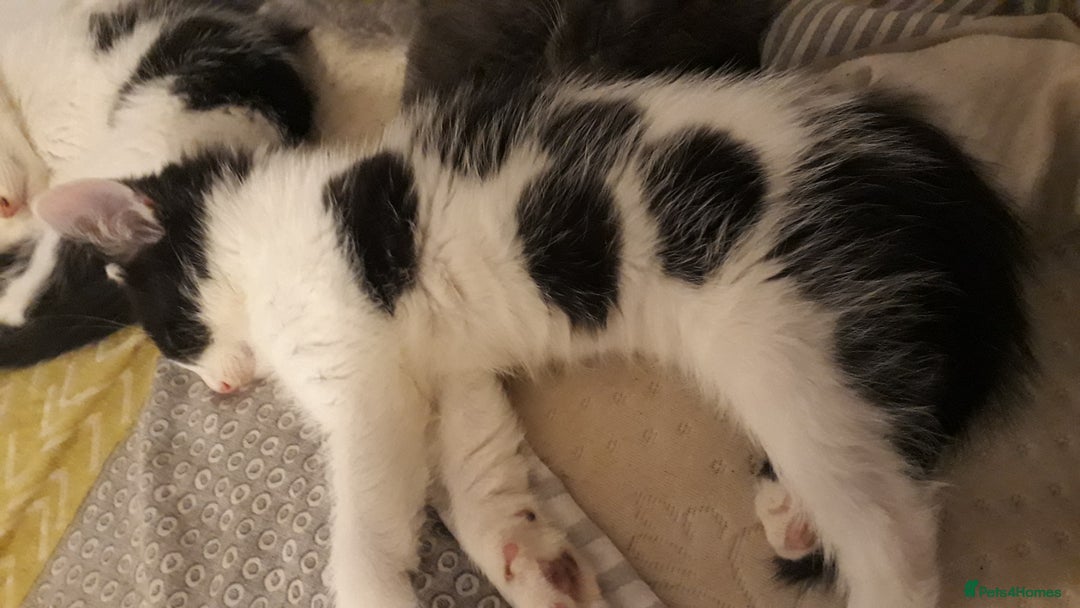 American Wirehair cats for sale: 4 kittens for Sale - Image 3
