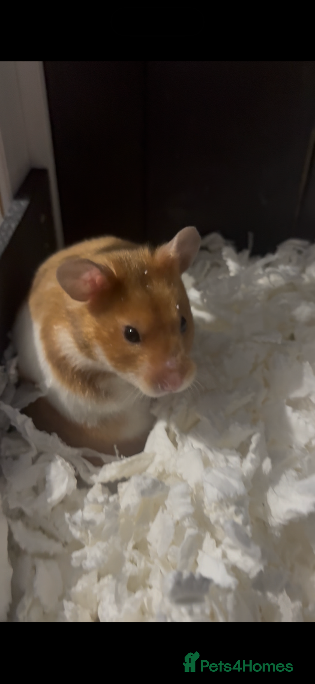 Hamster rodents for sale: 2 female hamsters for sale  - Advert 1