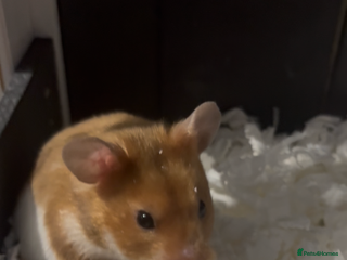 Hamster rodents 2 female hamsters for sale - Advert 1