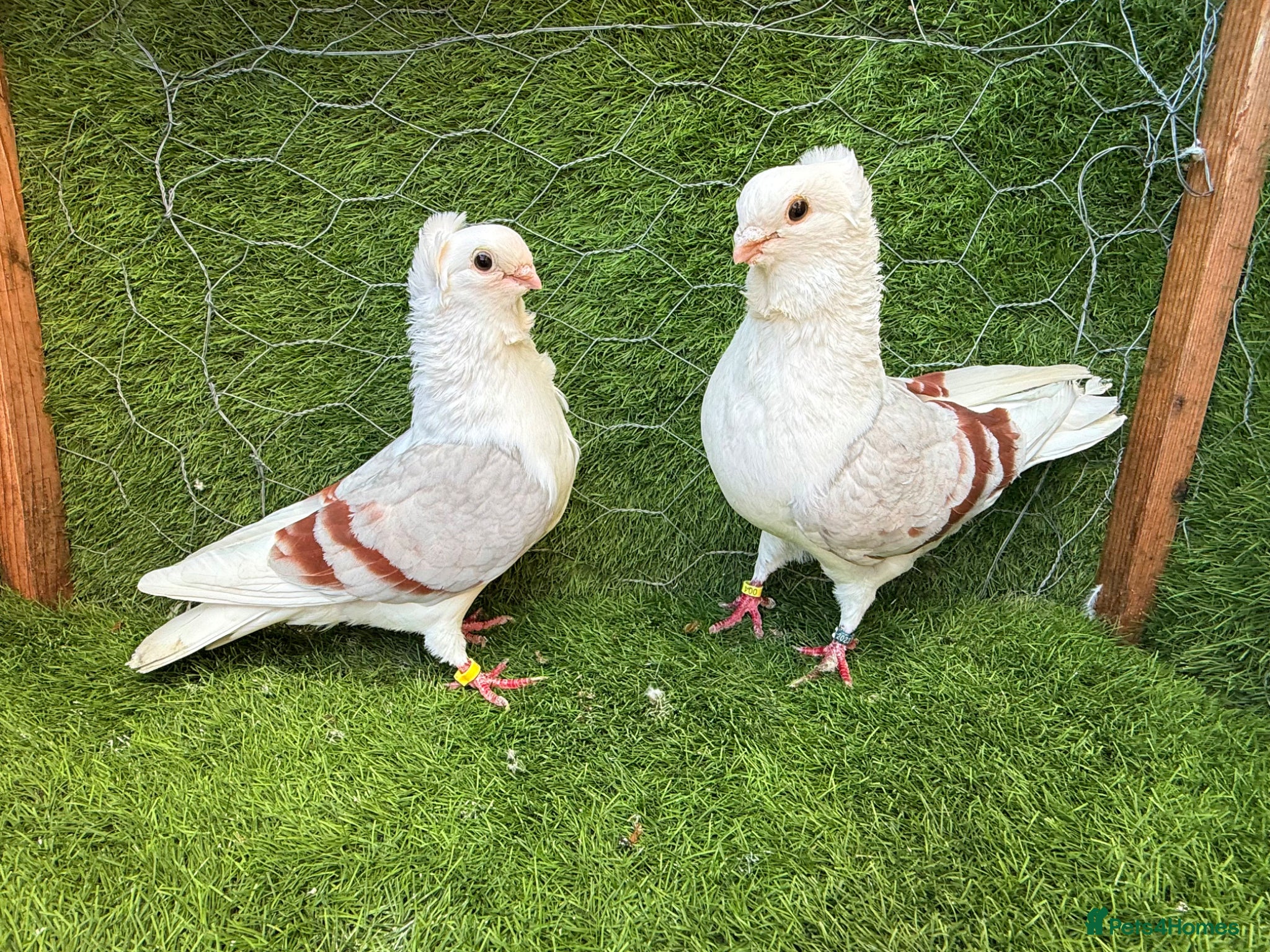 Pigeons birds Top Quality Strong Breeding Pair – Vaccinated - Advert 2