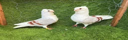 Pigeons birds for sale: Top Quality Strong Breeding Pair – Vaccinated - Advert 16
