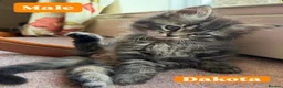 Mixed Breed cats for sale: Mainecoon/Ragdoll kittens  in Winscombe - Advert 15