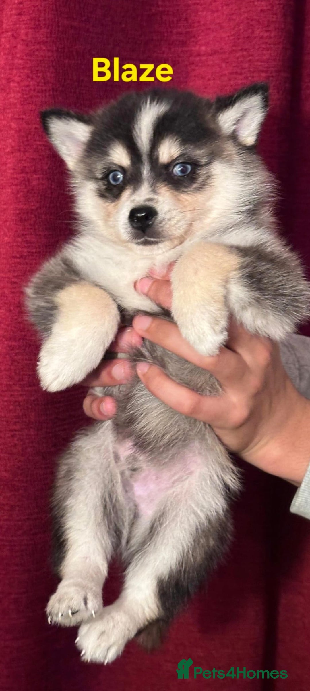 Pomsky dogs for sale: 3 Boys leftStunning Blue eyed F4 Pomsky pups - Advert 33