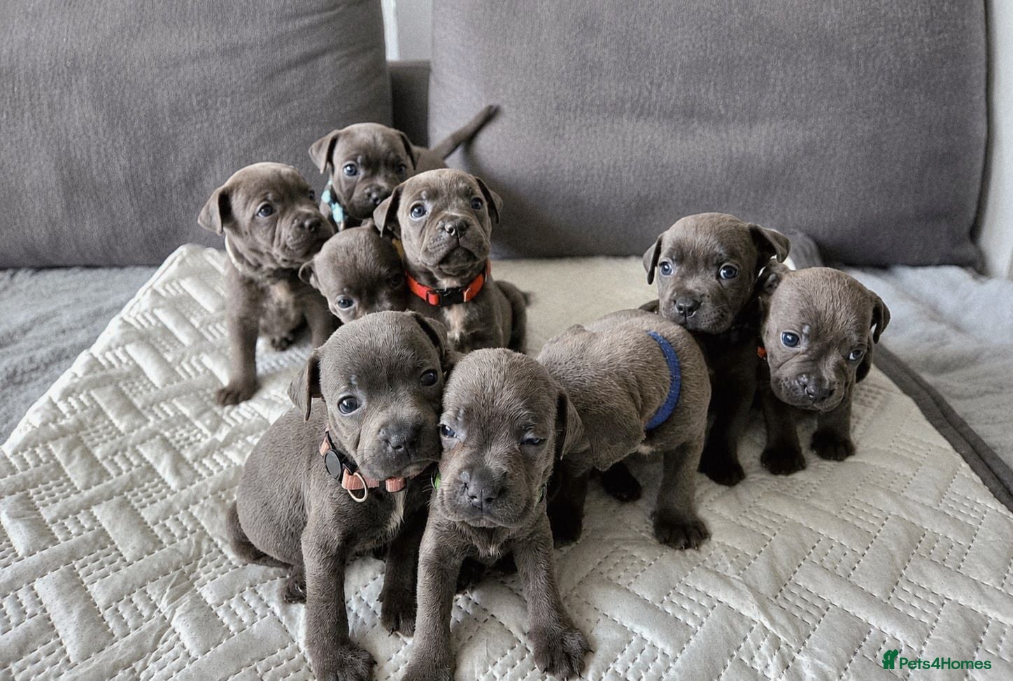Staffordshire Bull Terrier dogs Beautiful Blue Staffies ❤️🙌 - Advert 5