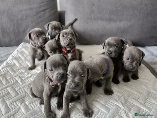 Staffordshire Bull Terrier dogs Beautiful Blue Staffies ❤️🙌 - Advert 5