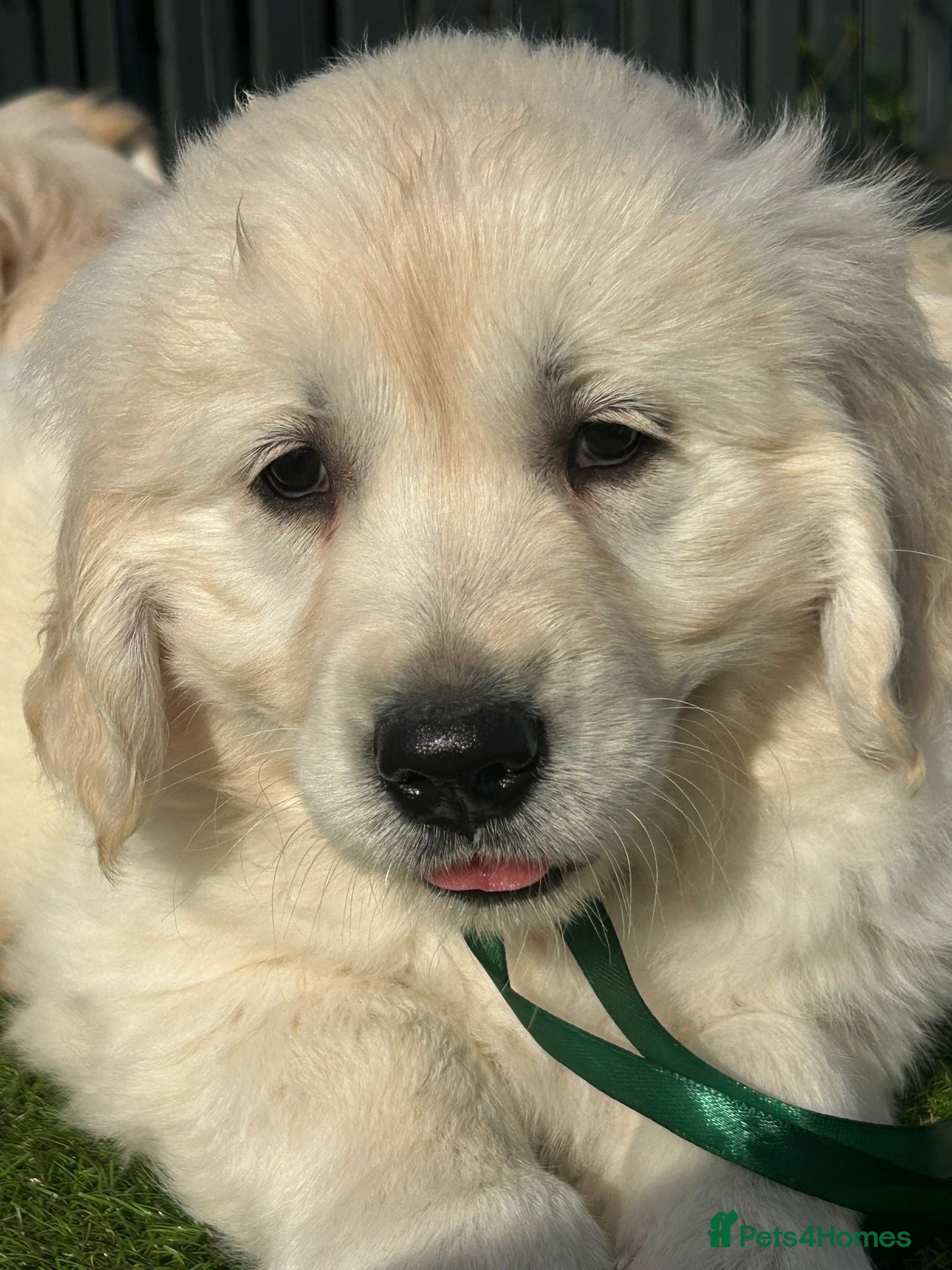 Golden Retriever dogs Wonderful Golden retriever puppies  - Advert 2