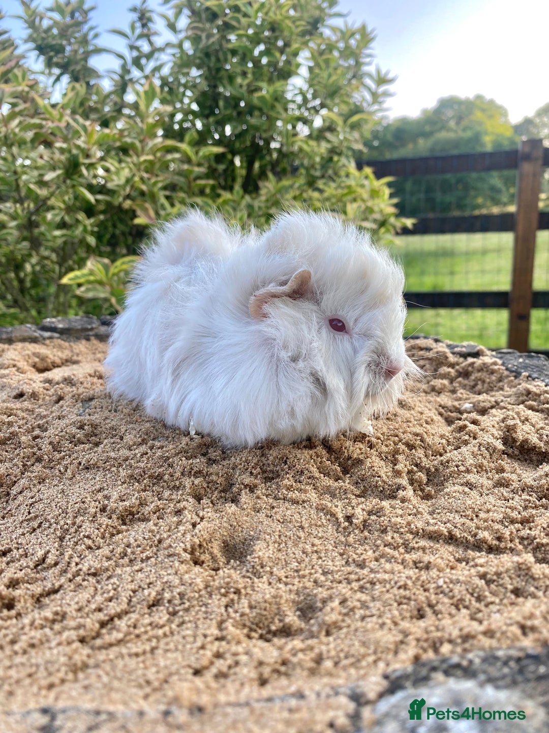 Guinea Pig rodents for sale: Long haired Guinea Pigs For Sale - Image 6