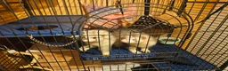 Ferret rodents for sale: Pair of intact male ferrets - 2 young Hobs - Advert 3