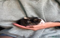 Mini Lion Lop rabbits for sale: Mini lop x Lionhead  - Image 8