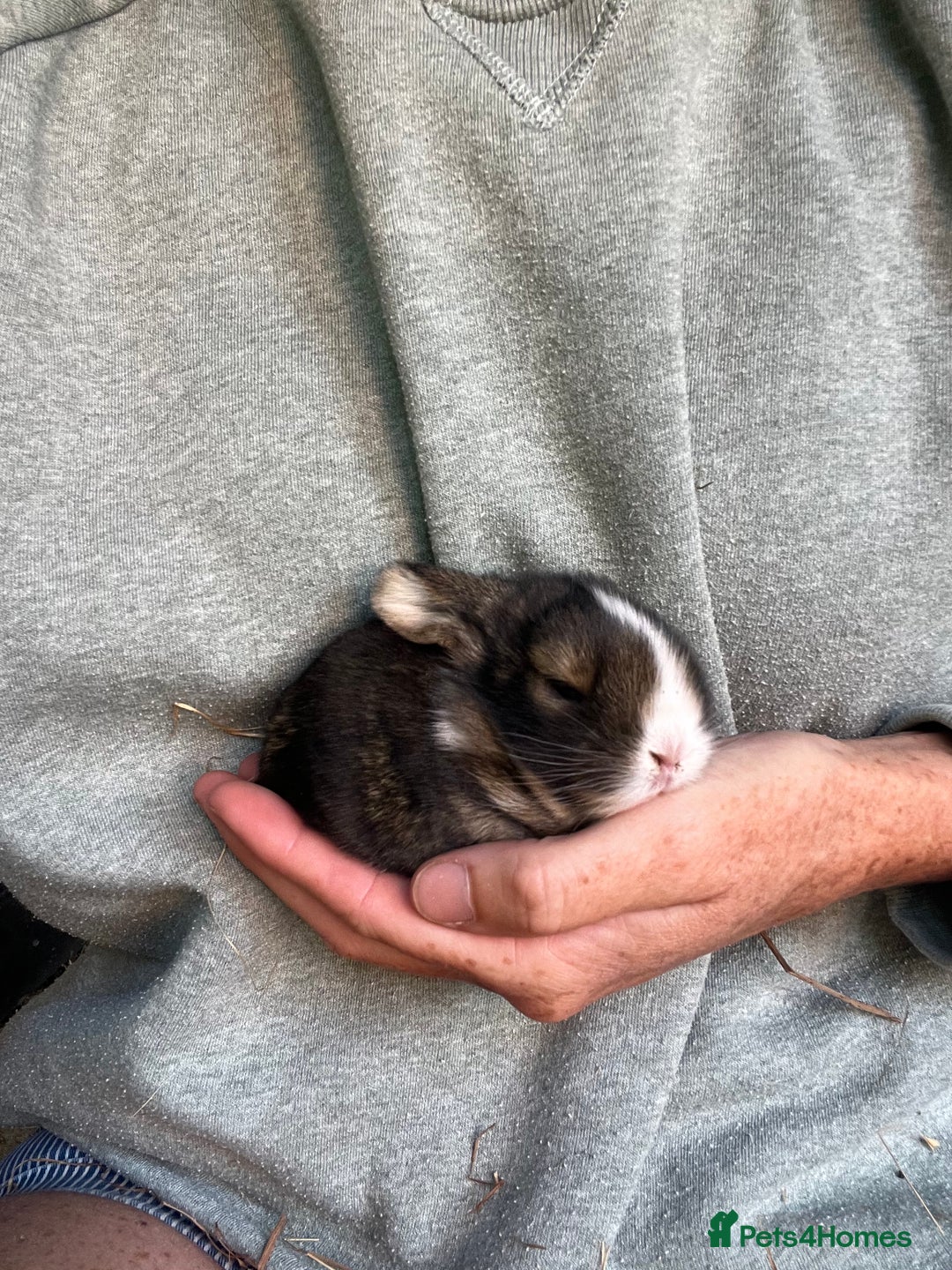 Mini Lion Lop rabbits for sale: Mini lop x Lionhead  - Image 8