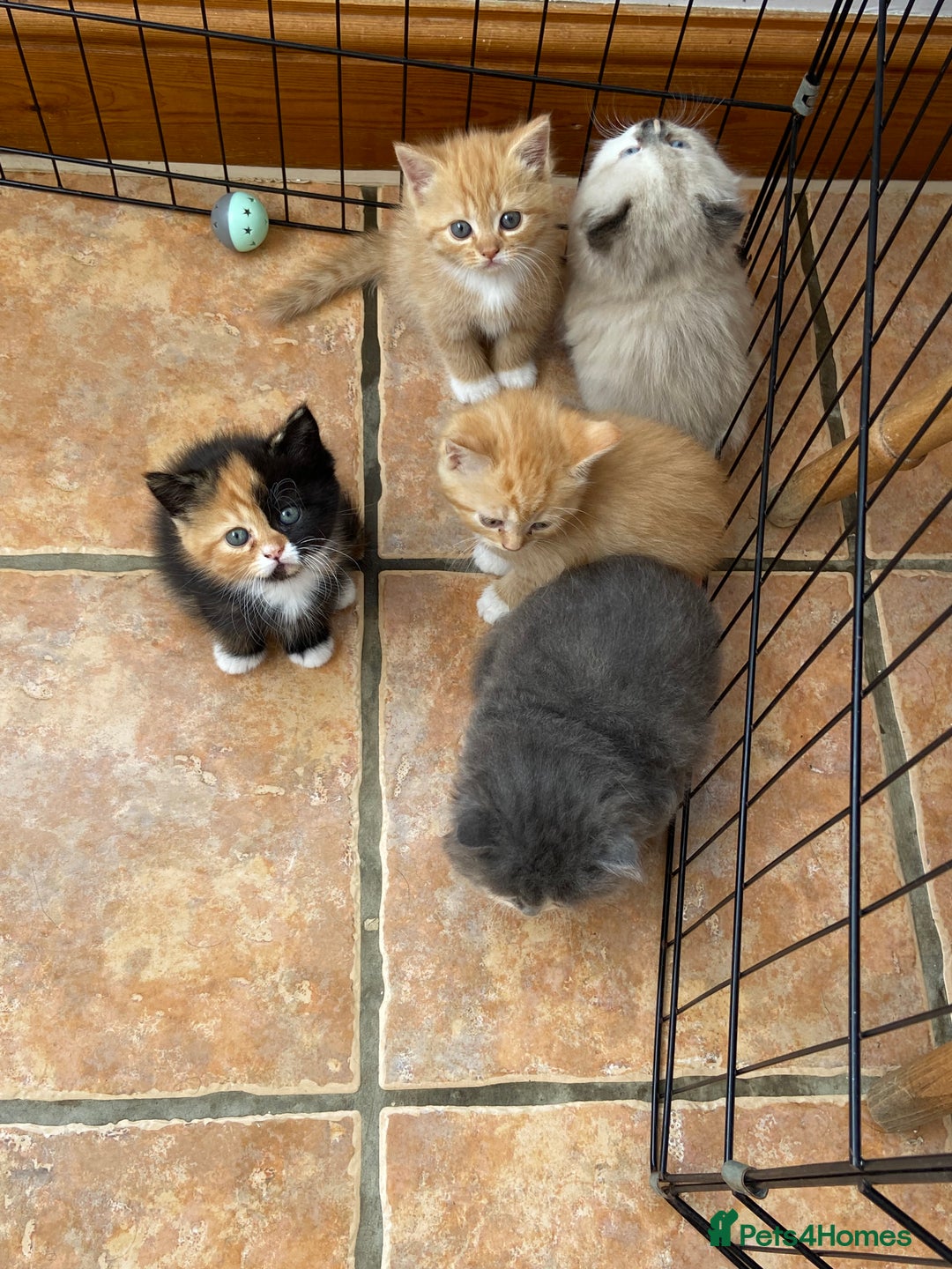 Persian cats for sale: Persian x - Image 4