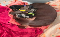 Dachshund dogs for sale: Beautiful Dachshund Pups - Image 7