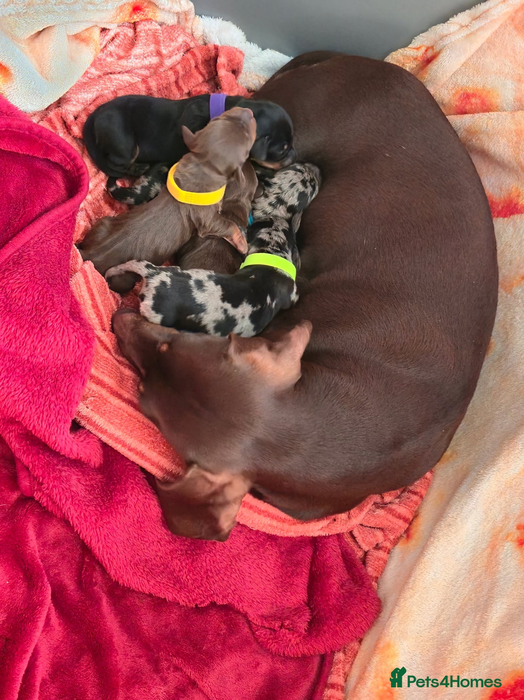 Dachshund dogs for sale: Beautiful Dachshund Pups - Image 7