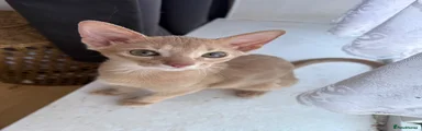 Mitsie