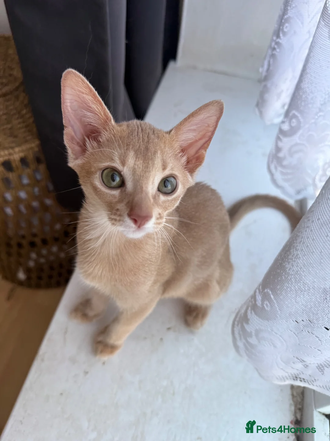 Abyssinian cats for sale: Abyssinian Kitten in Enfield - Advert 2
