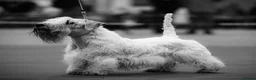 Sealyham Terrier dogs for sale: Male Sealyham Terrier  - Advert 2