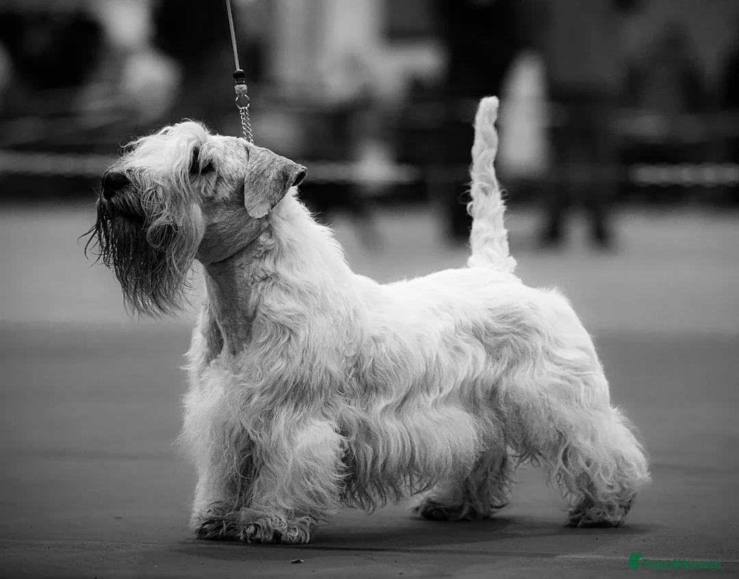 Sealyham Terrier dogs for sale: Male Sealyham Terrier  - Advert 2