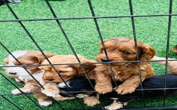 Cockapoo dogs for sale: F1 show cockapoos  - Image 1