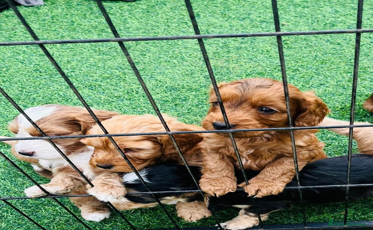 Cockapoo dogs - Advert 1