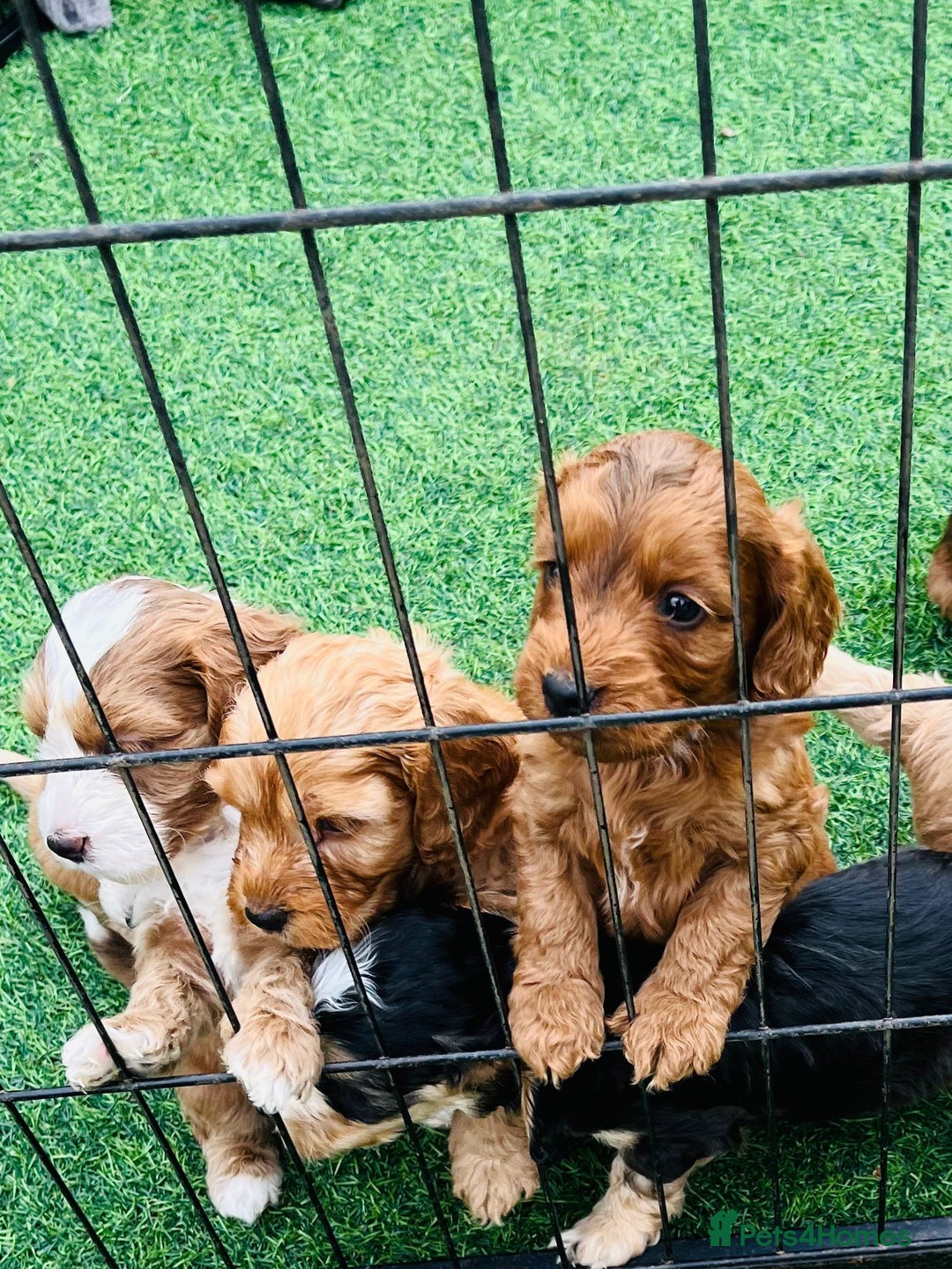 Cockapoo dogs for sale: F1 show cockapoos  - Image 1