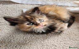 Ragdoll cats for sale: Beautiful Ragdoll Kittens  - Image 4