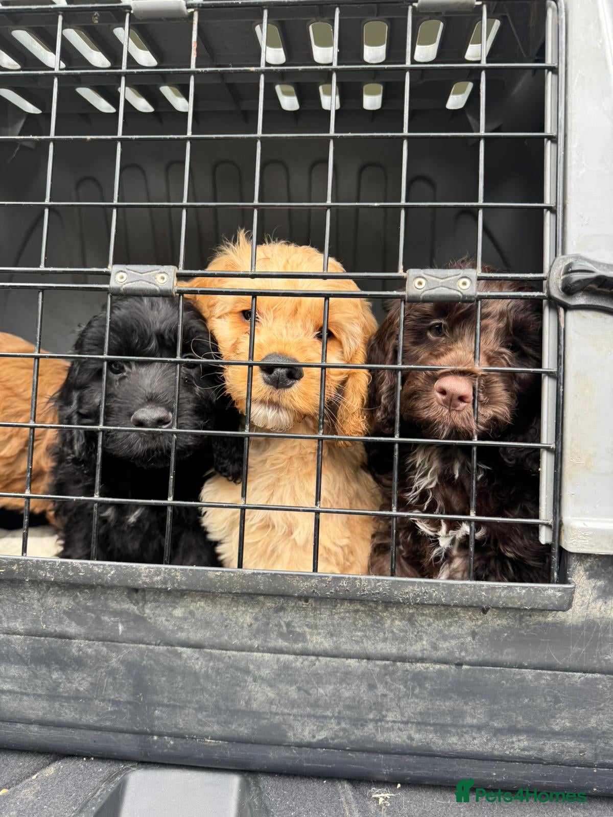 Cockapoo dogs 🐾Gorgeous F1 Cockapoo puppies 🐾 - Advert 1