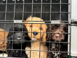 Cockapoo dogs 🐾Gorgeous F1 Cockapoo puppies 🐾 - Advert 1