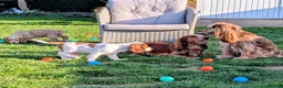 Cocker Spaniel dogs for sale: Beautiful KC Reg. Cocker Spaniels price reduced..  - Advert 10